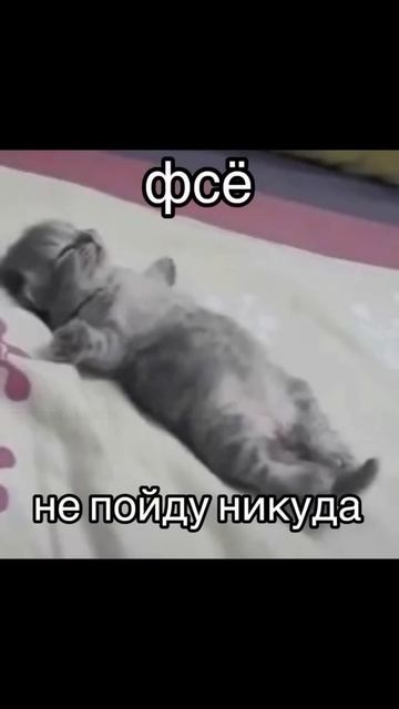 тг fit.kvlv тренировки, питание, фитнес #похудение #фитнес