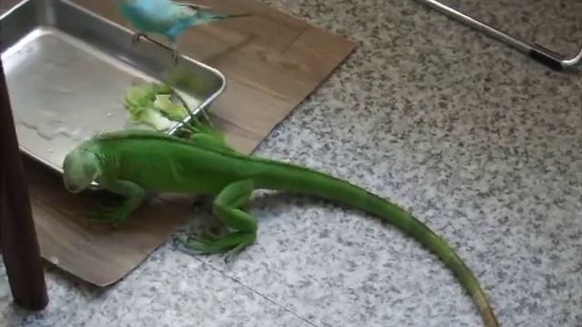 Игуана и попугай / イグアナ