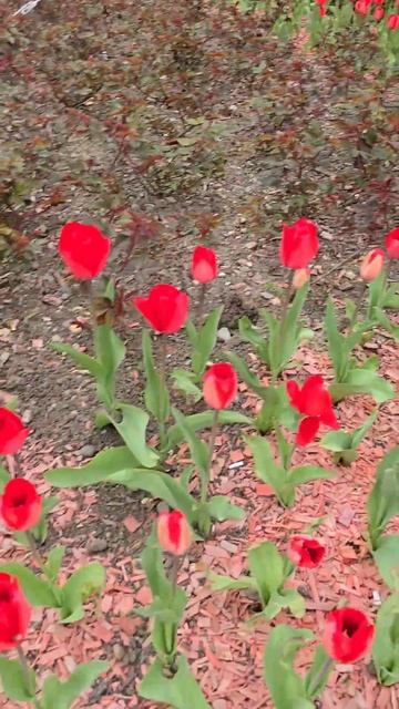 🌺🌺🌺 Вместо тех роз -  тюльпаны‼️🌺🌺🌺 #красивыецв