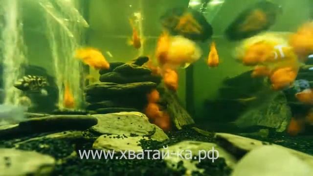 Аттракцион ＂Море Желаний＂ - покорми рыбок и получи сувенир