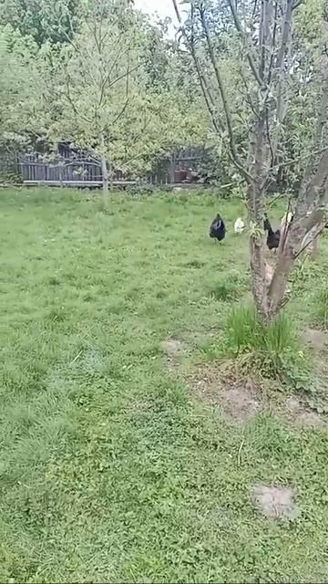 🐓🐕🕊