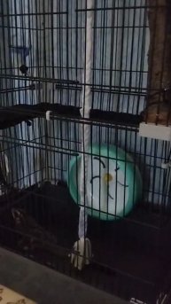 белка-летяга в колесе... 😊