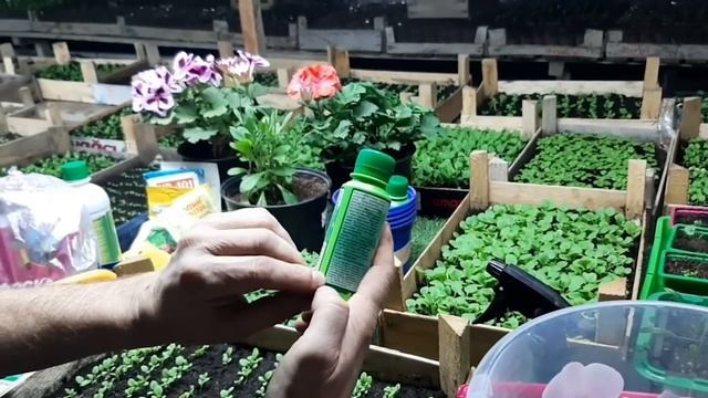 ЧЕМ ПОДКОРМИТЬ ПЕТУНИЮ если петуния плохо растет и медленно развивается