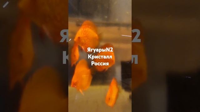 ЯгуарыN2 Кристалл Россия