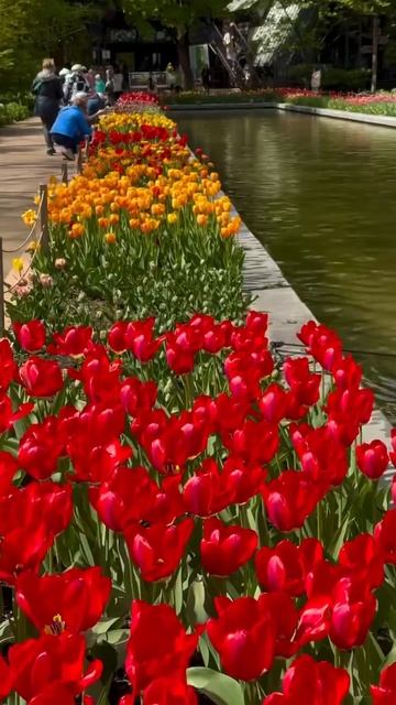💐Буйство красочных тюльпанов в Аптекарском огороде💐