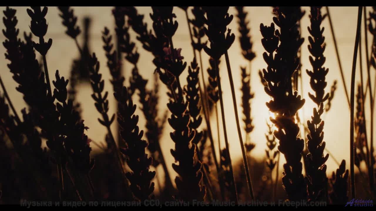 Ты либо рвёшь вперёд под этот бит, либо стоишь на месте! - Quemaste las Velas (XXXIII) -- opo -- Est