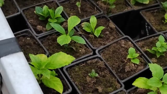 Какая ситуация с отправкой саженцев
