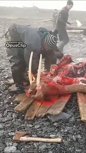 Что есть морж? Любимая еда и места обитания моржей