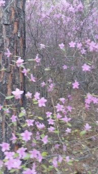 пробуждение природы