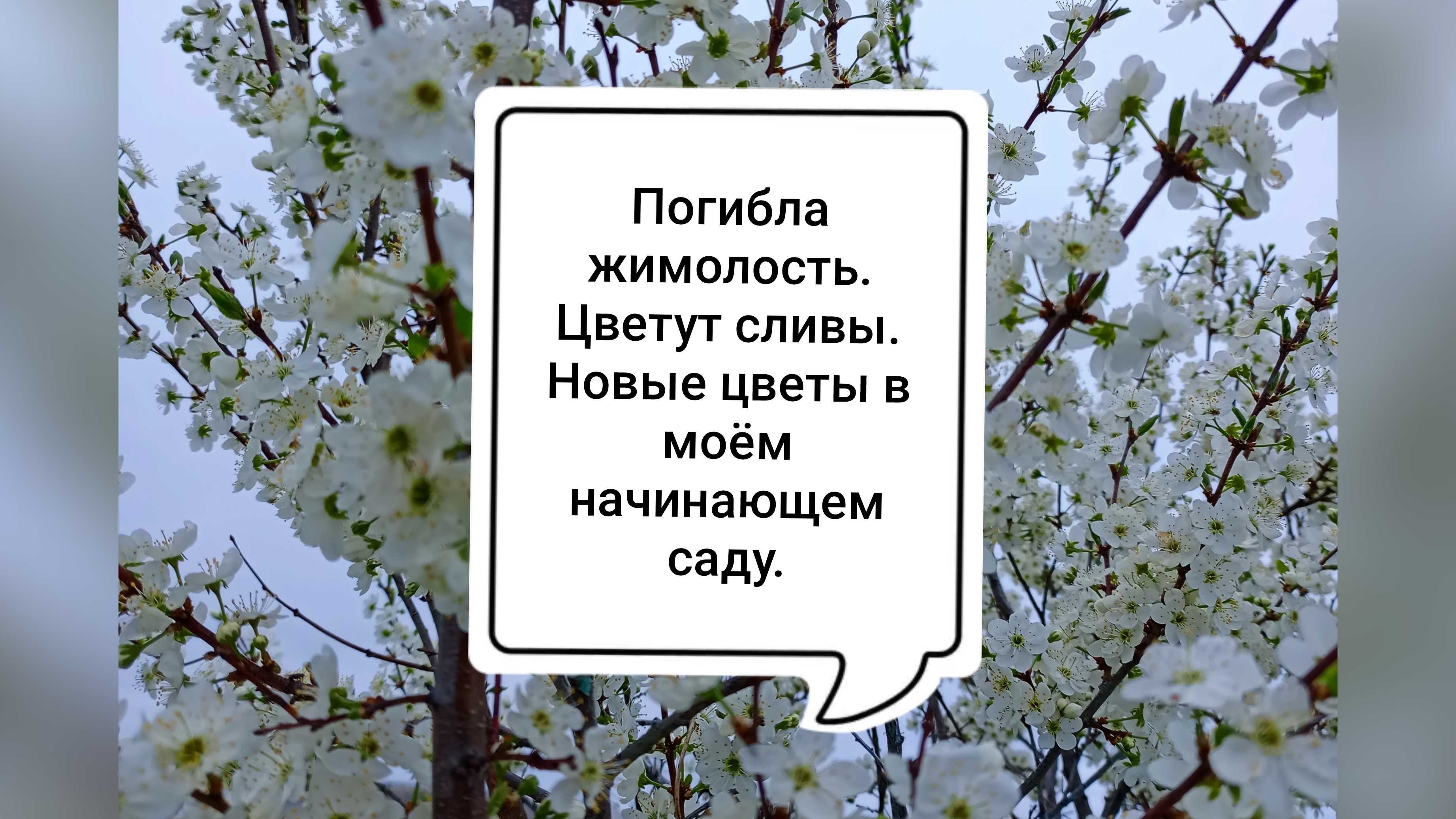 Погибла жимолость. Цветут сливы. Новые цветы в моём начинающем саду.