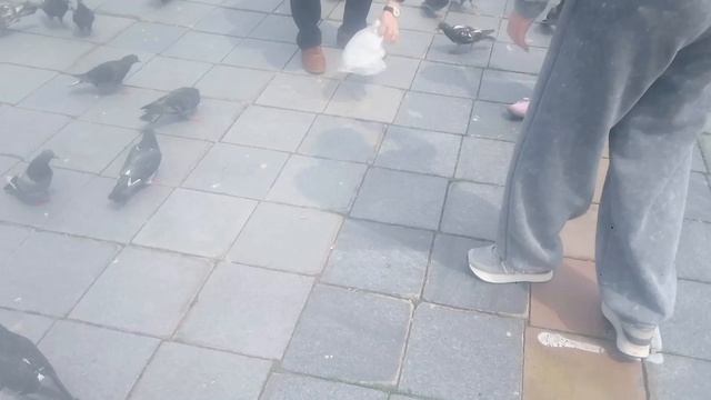 13.05.2025 г. наш китайский друг кормит голубей, а у русской мамочки с дочкой так не получается 😁