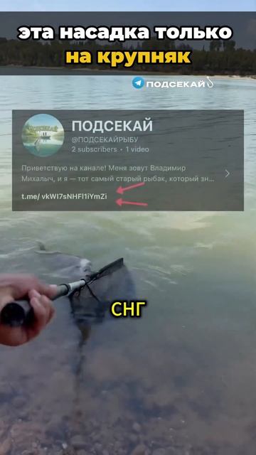 Осенняя насадка на трофейную рыбу #рыбалка #насадка #к?