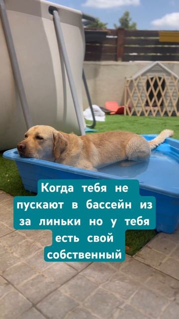 Когда тебя не пускают в бассейн и за за линьки но у теб?