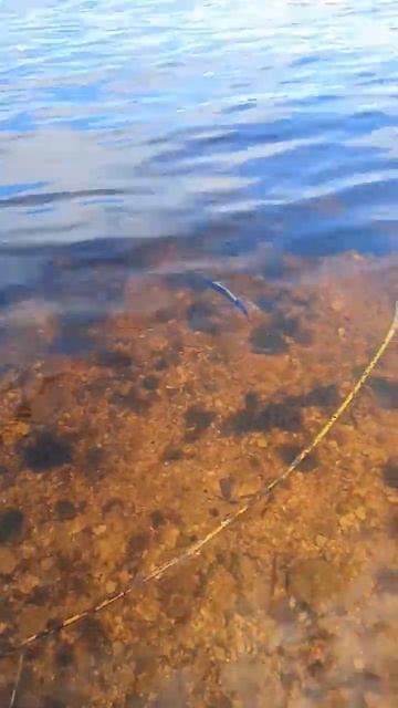 отпускаю плотву #рыбалка #fishing #мурманск #carpfishing #щука #р