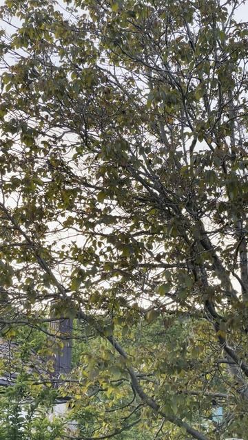 Вечерние трели солья!