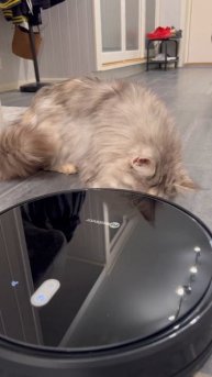 Neatsvor X520 выглядит так хорошо и любим котятами #neatsvor #cat #кошки #кошка #Котята #роботпылесо