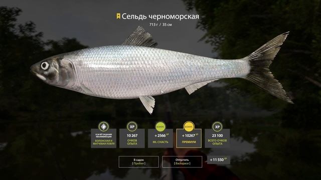 Русская рыбалка 4 Сельдь Черноморская на реке Северск?