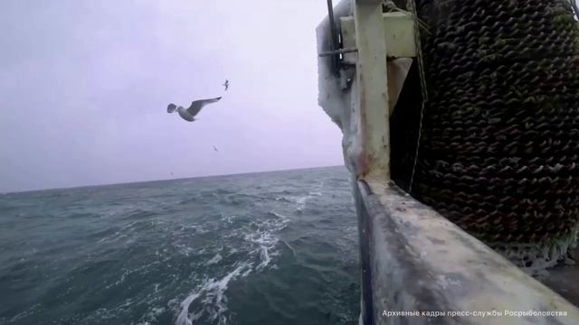 Российские рыбаки добыли 1866,4 тыс. тонн водных биоресурсов