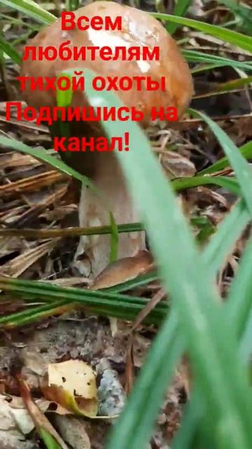тихая охота, пошли за грибами! поддержи канал подписко