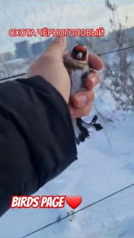 ОХОТА ЧЁРНОГОЛОВЫЙ ЩЕГОЛ ЕКАТЕРИНБУРГ??? #birdspage #sehre_tojiki