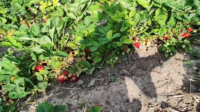 Земклуника Купчиха.
