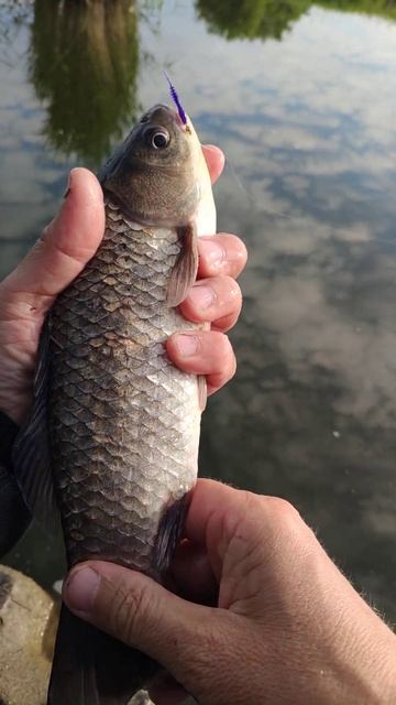 вот такой лапоть#shorts #рыбалка #fishing #карась #весна #реко?