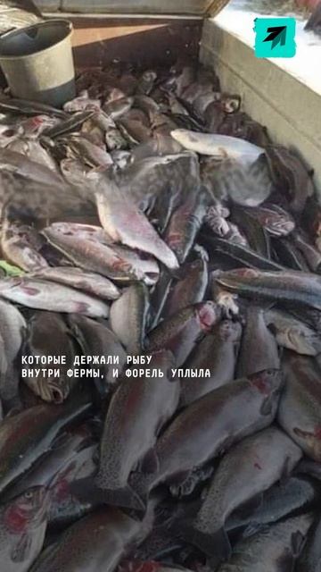 44 тонны форели «сбежали» с фермы в Карелии #поток #ново