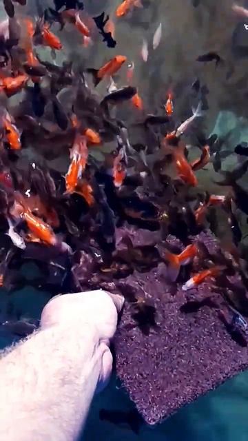 Ночной дожор. #бассейн #золотаярыбка #заморозка #оранд?