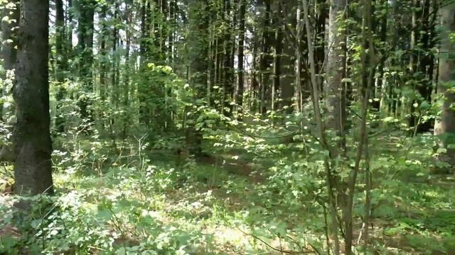 Прогулка в лесу. Walk in the forest.