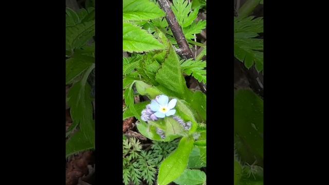 Позитвное Цветочное