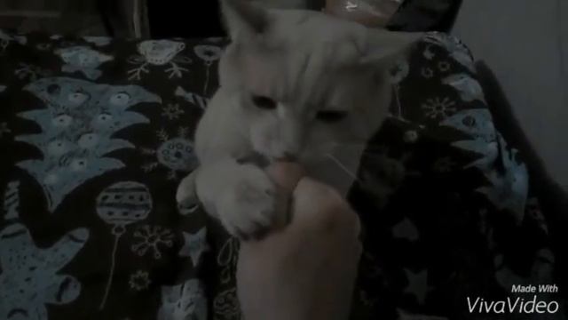 Кот Персик борец.11 марта 2021 г.