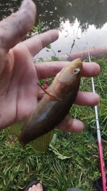 #рыбалка #карась #fishing