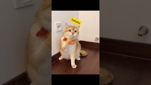 Всё ещё лучшая покупка для вашего кота — миниатюрные руки