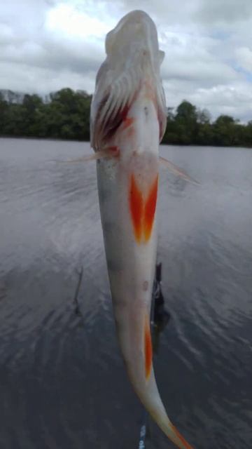 Рыбалка на ПОПЛАВОЧНУЮ удочку 🐟🎣🐟🎣🐟🌊🏞️📽️