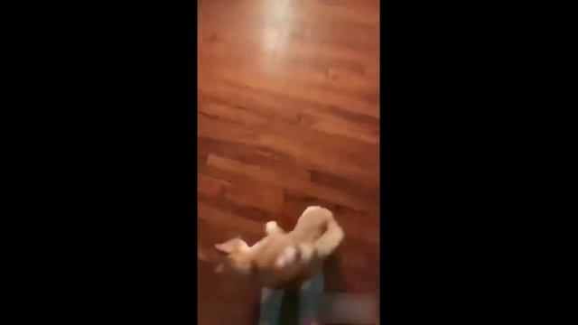 КотЭ 12