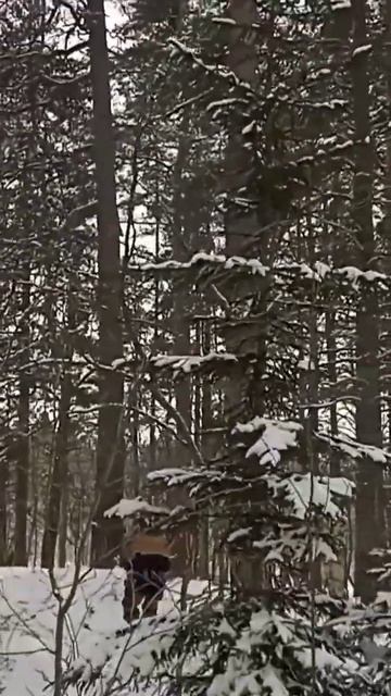 Бой в заснежином лесу