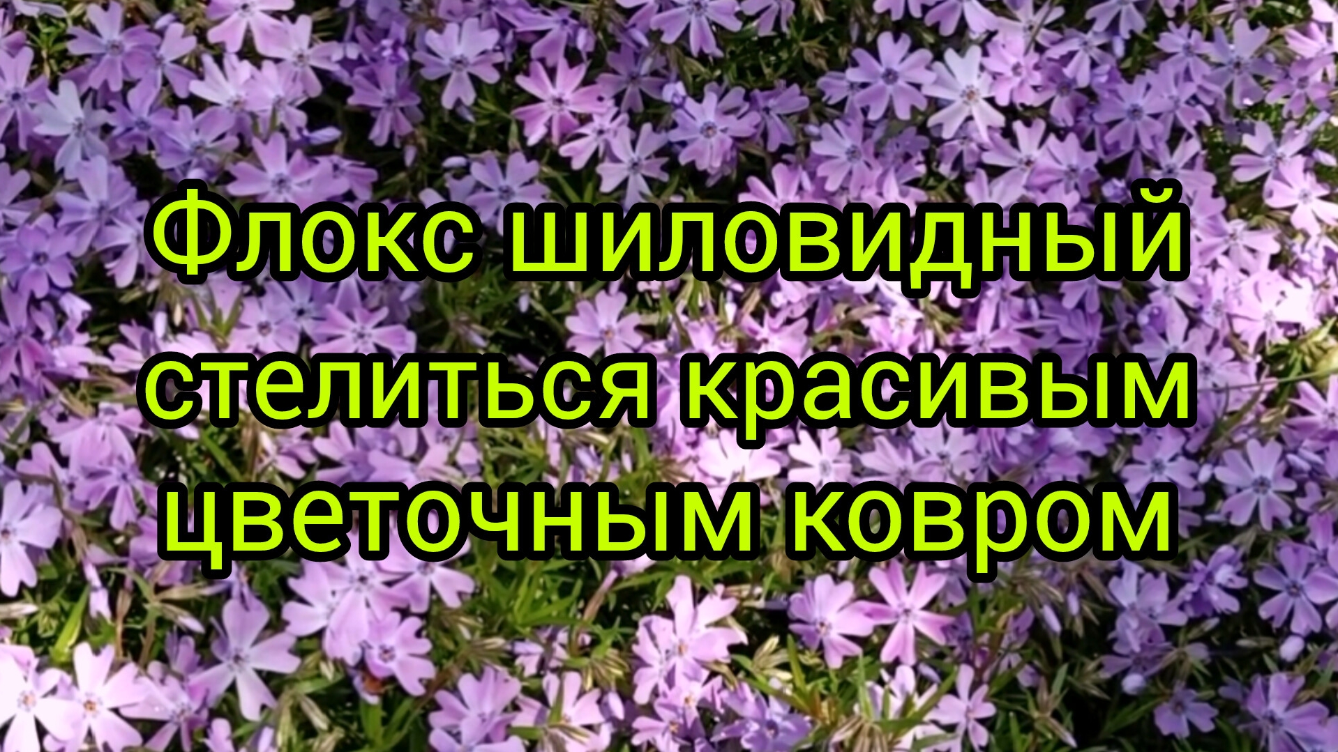 Флокс шиловидный #красотаприроды #музыка #цветы #сад огород