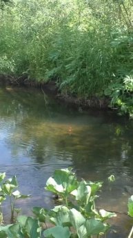 1480 Удочка Поплавок Тайга #иииразум #рыбалка #тайга #fishin
