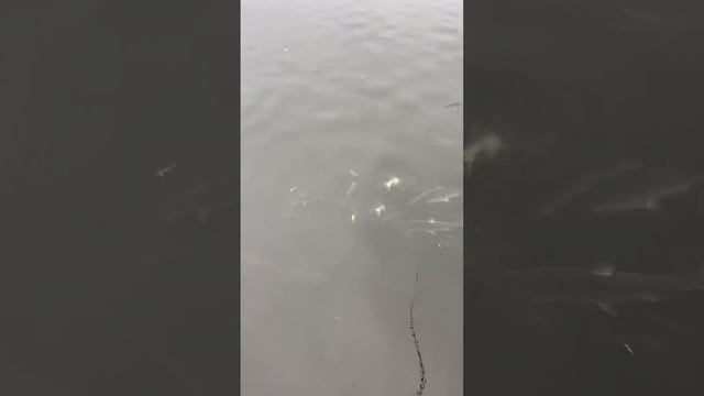 Нереальное количество рыбы было . #salmon #fishing