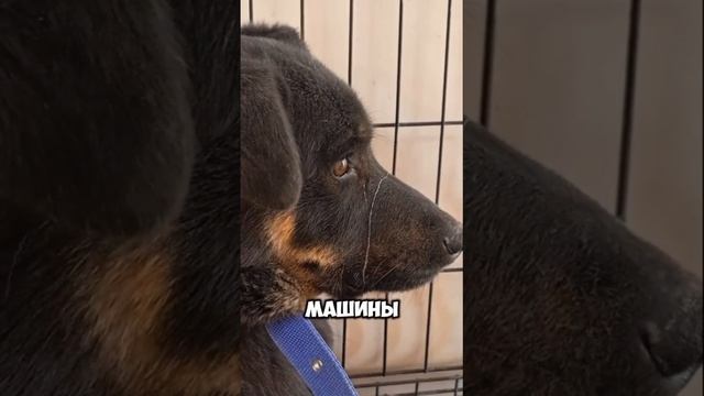 Выжил в СУГРОБАХ и ждёт ТЕПЛА от людей... | Брут