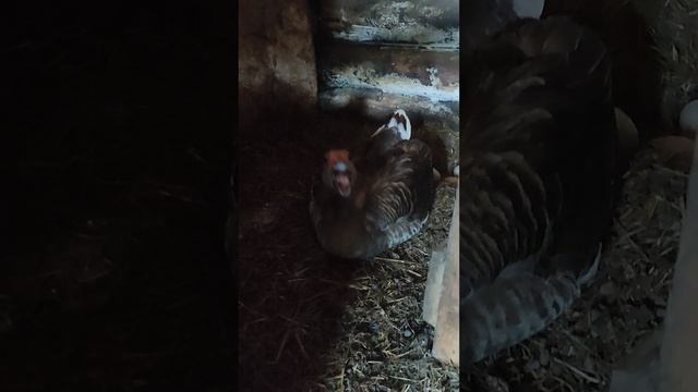 Согнал гусыню 🪿 из гнезда🪺 забрал яйца🥚