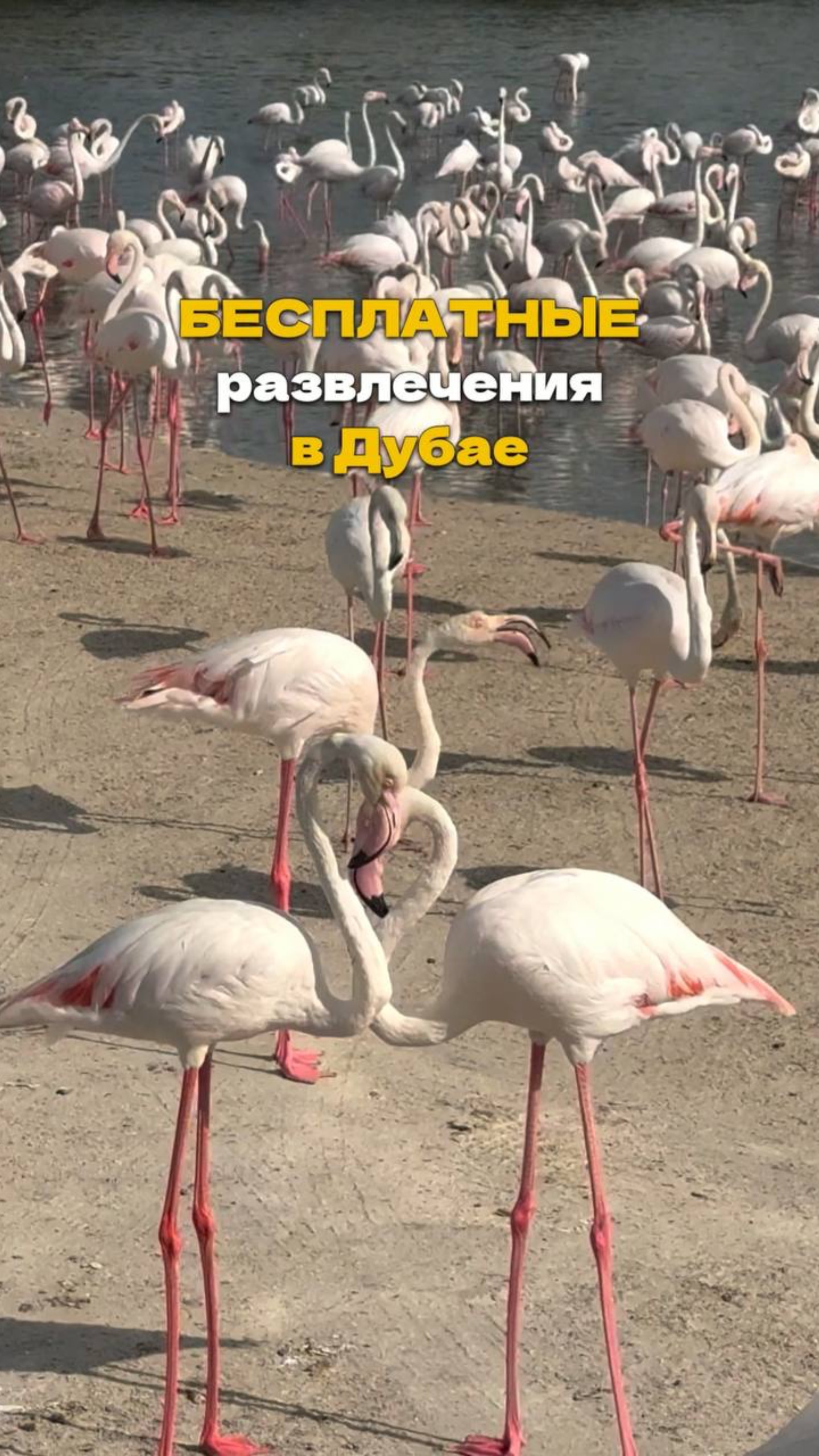 Не трать деньги! 💸
Топ-5 НЕОБЫЧНЫХ БЕСПЛАТНЫХ локаций в Дубае!