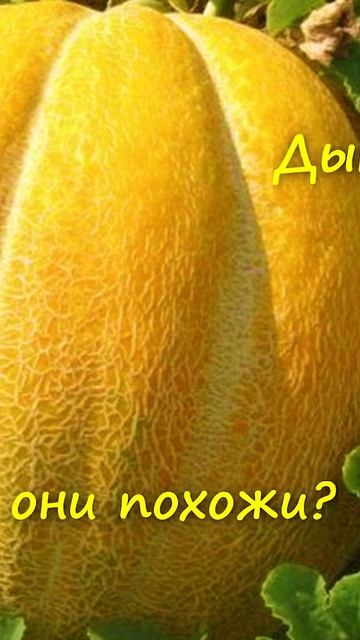 Это очень вкусные сорта ТЫКВЫ!
