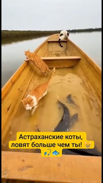 Профессиональные астраханские коты-рыболовы! 😸🐟🎣 #