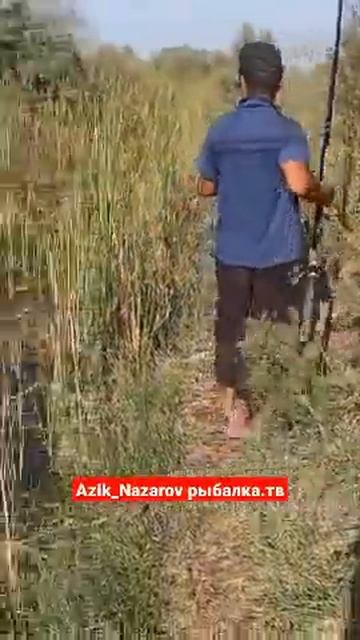 Балик ови авжида,рыбаки хорезма.Azik.рыбалка.тв#shorts