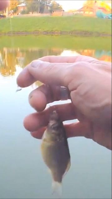 Бешеный Клёв Карася БЕШЕНЫЙ КАРАСЬ Жми Смотреть #fishing #