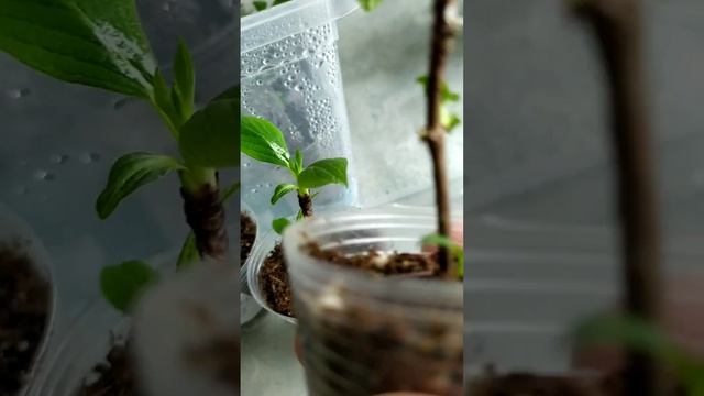 Укоренение  метельчатой гортензии.