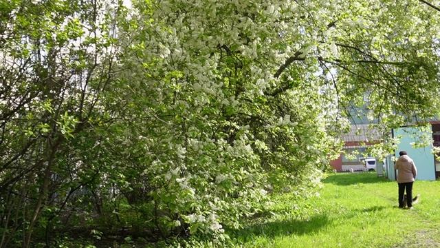 черёмуха и вишенки 13.05.25 г