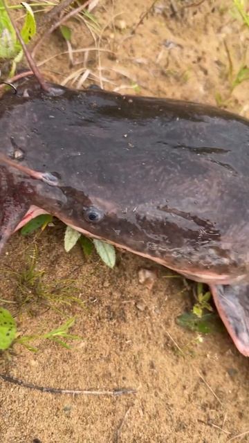 Мой первый КАНАЛЬНЫЙ сом! #2024shorts#рыбалка#спиннинг#fish#с?