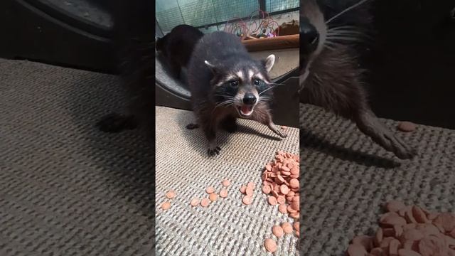 #raccoon #ямыилюша #помощьбездомнымживотным #анапа #reels #море #енотики #животные